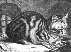 Sleeping Cat by Cornelius Visscher